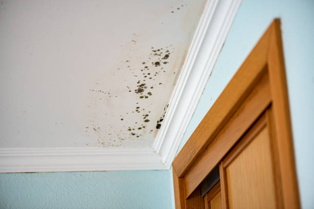 Best Toxic Mold Removal  in Dillon, MT