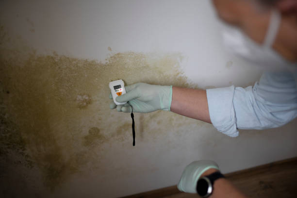 Best Local Mold Removal Service  in Dillon, MT