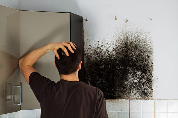 Best Mold Remediation Experts  in Dillon, MT