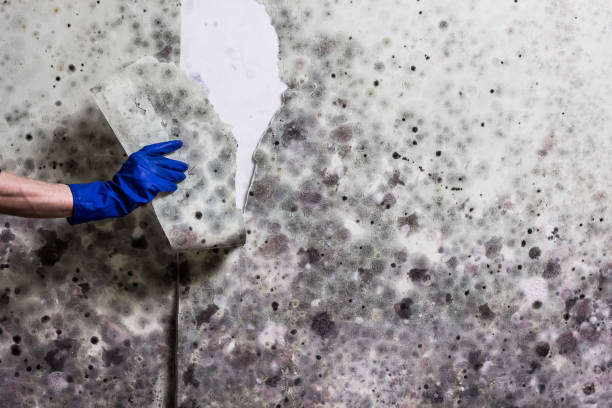 Best Same-Day Mold Removal  in Dillon, MT