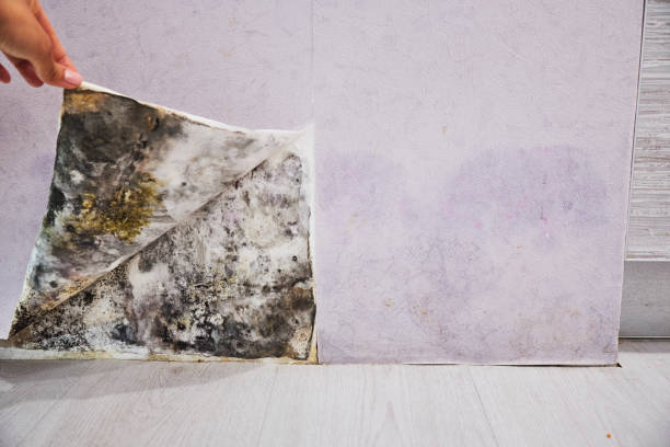 Best Mold Damage Repair  in Dillon, MT